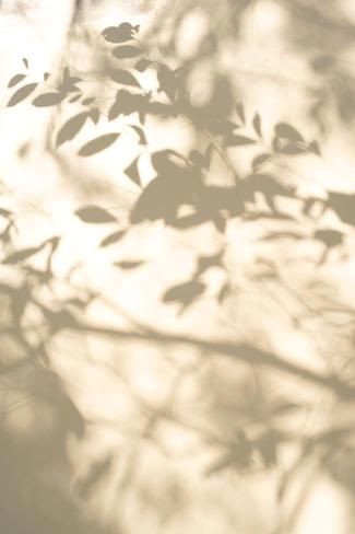 Emerald Oasis: 12x8in Nature Photography Print