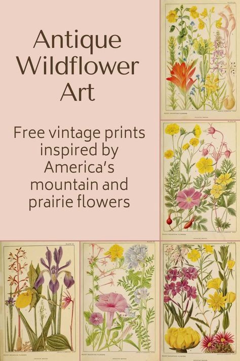 Free Wildflower Art: 20+ Beautiful American Blooms