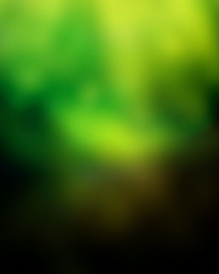Mysterious Dark Forest Background