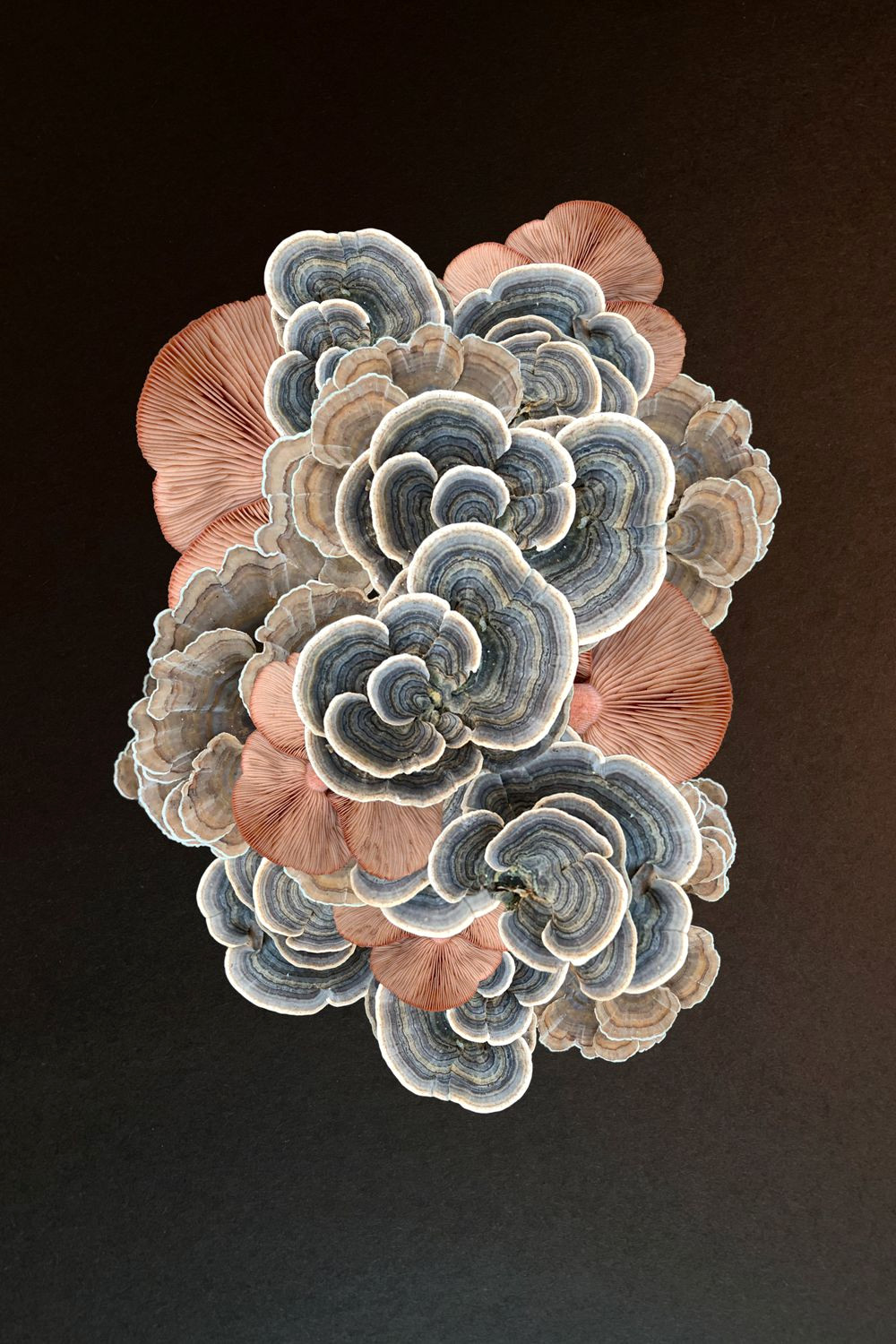 Grow Your Own Weird & Wonderful Mushroom Decor At Home