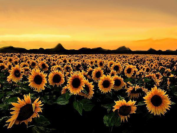 Summer Nights Never Forget