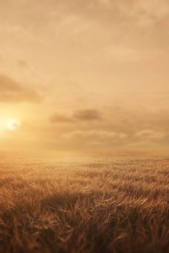 Dreamy Flower Fields Backdrops for Instant Photoshop Download