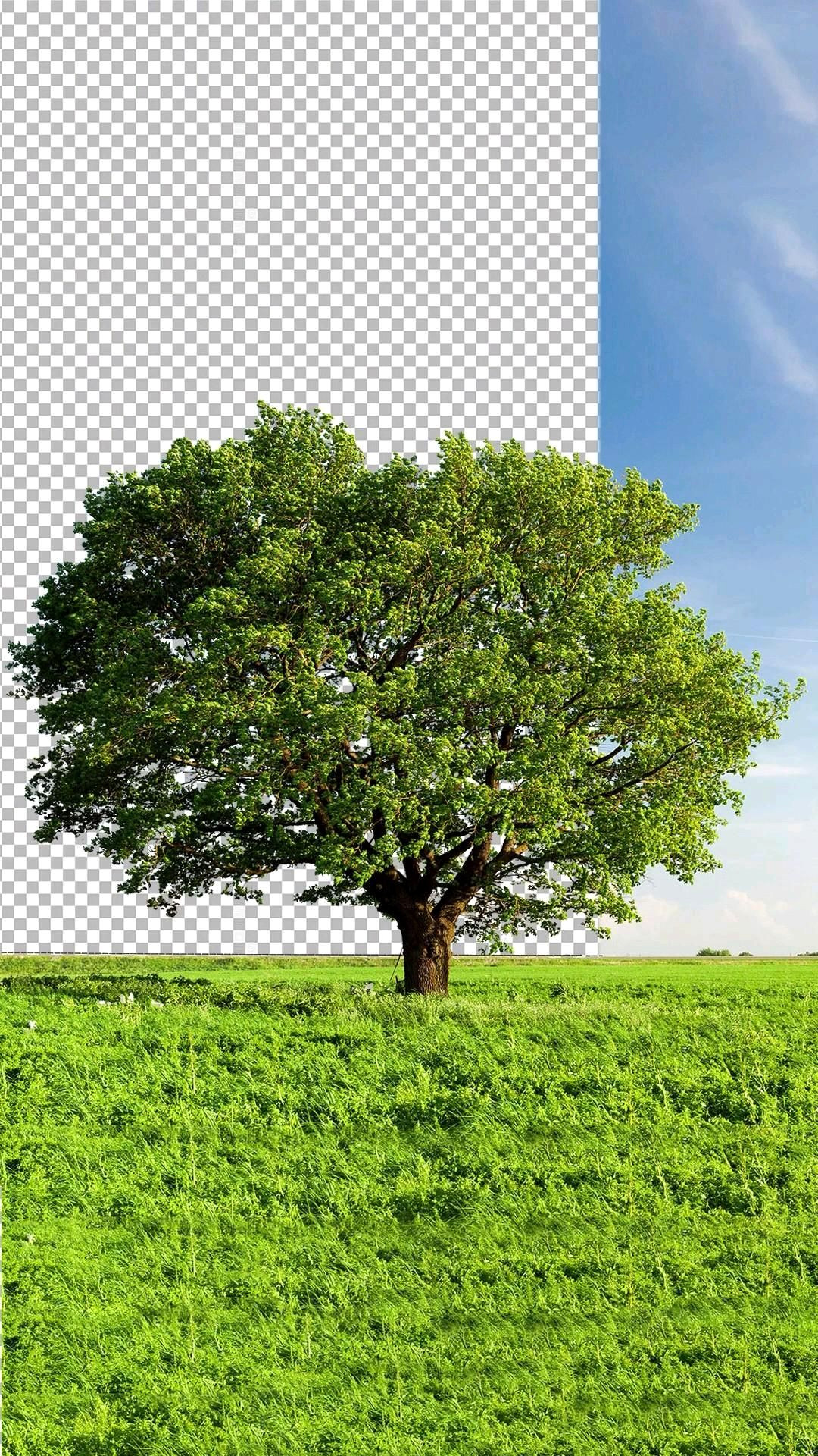 Simplify Your Background in 1 Step