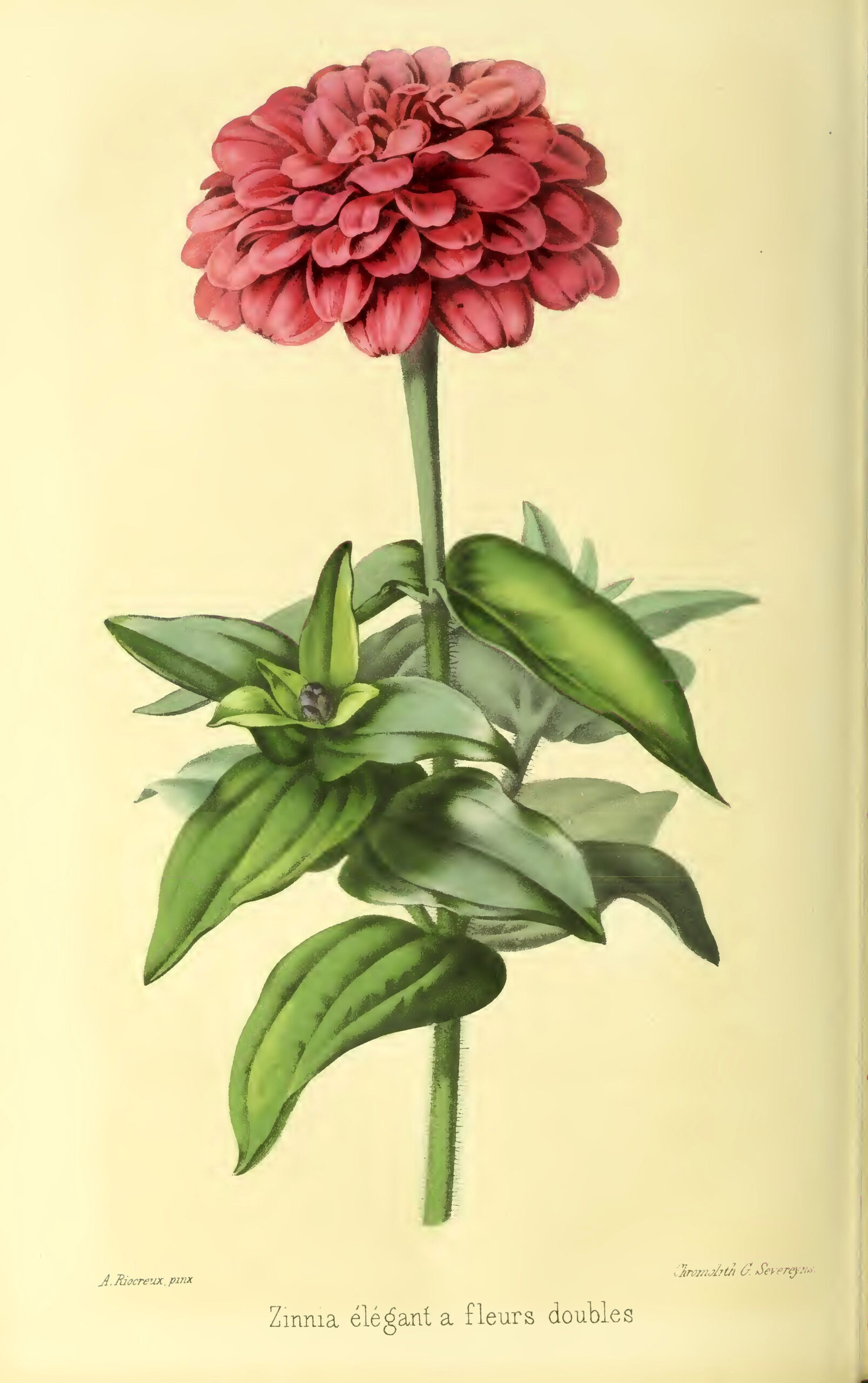 Discover Elegant Double Blooming Zinnias (1861)
