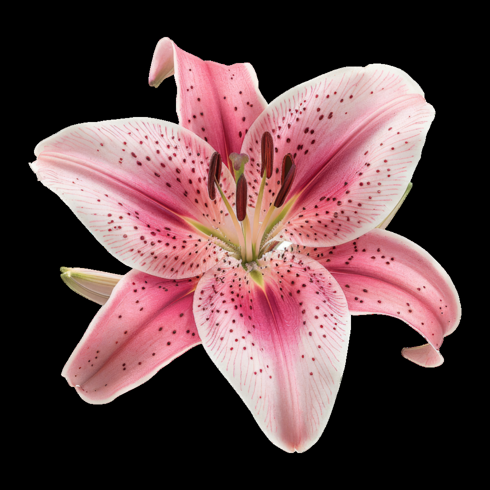 Free Isolated Pink Lily Flower With White Spots Download