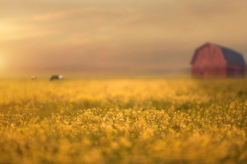 Get Your Dreamy Autumn Backdrop Now — Instant Download