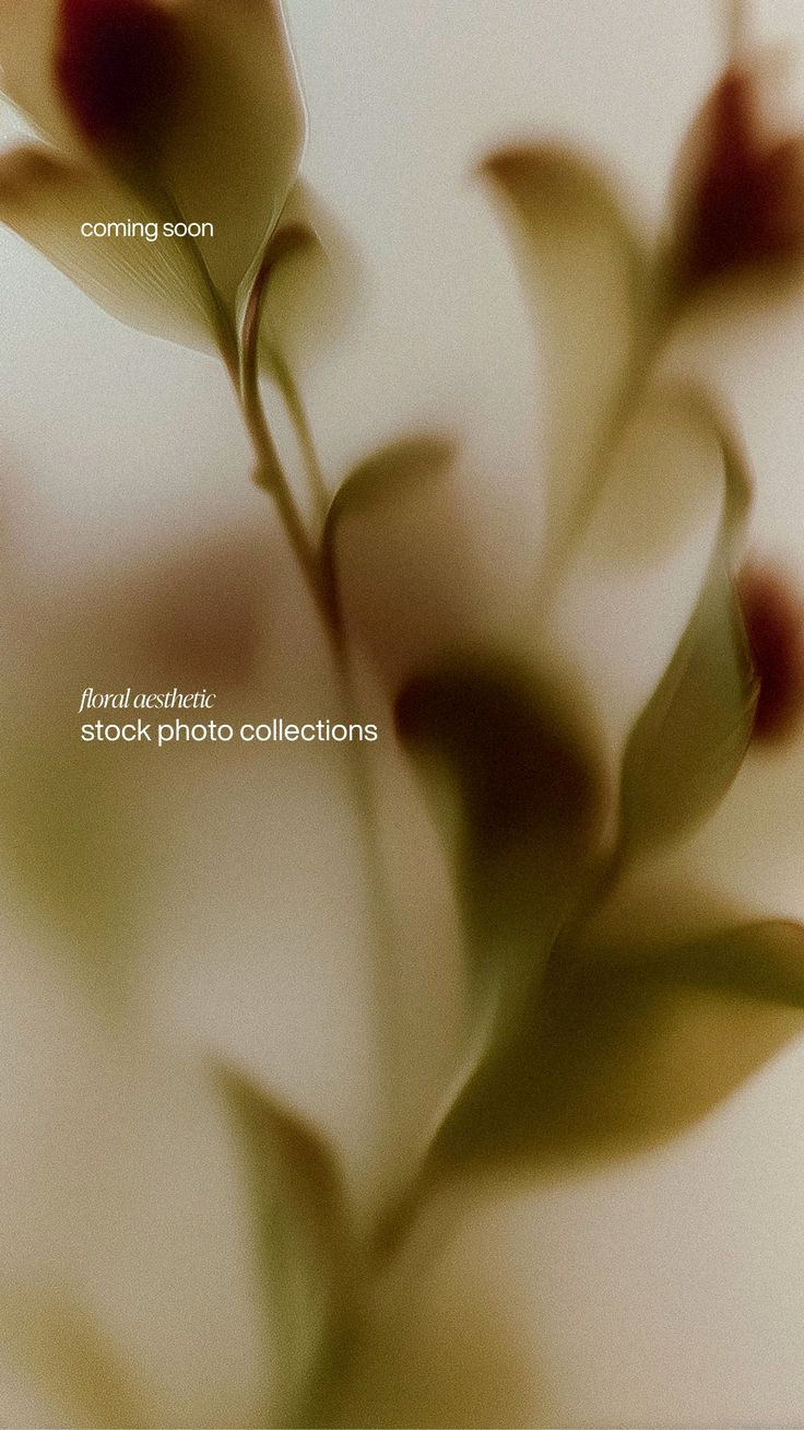 Elevate Your Brand with Stunning Floral Aesthetic Photos